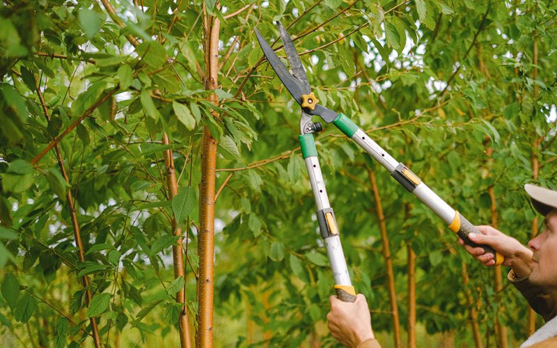 Tree trimming in Montezuma, IA